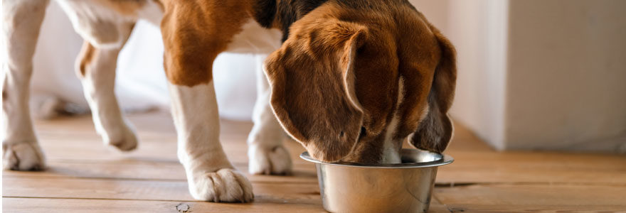 alimentation pour chien