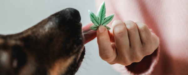 cbd pour chien