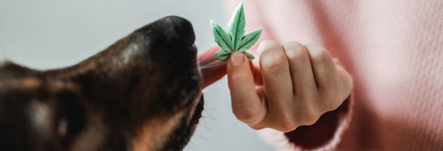 cbd pour chien