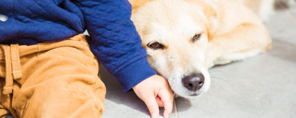 mutuelle pour animaux