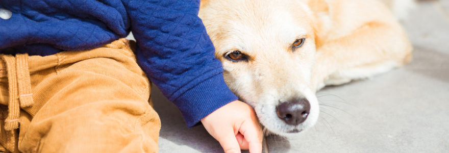 mutuelle pour animaux